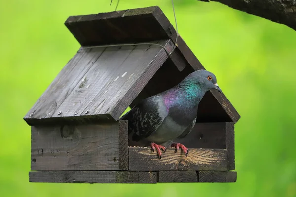 Piccione Nell Alimentatore Sull Albero — Foto Stock