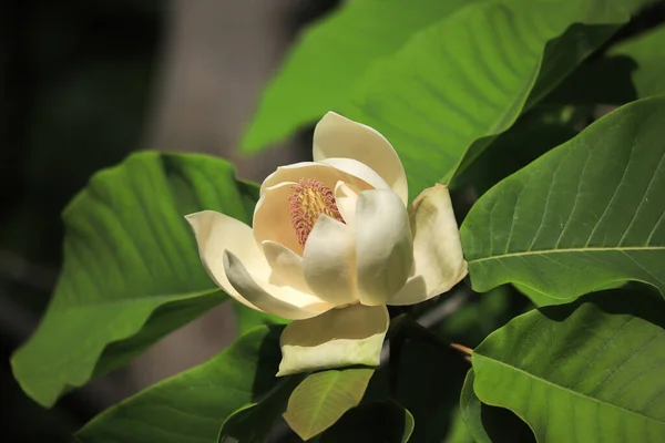 Biały Kwiat Magnolii Drzewie Ogrodzie — Zdjęcie stockowe