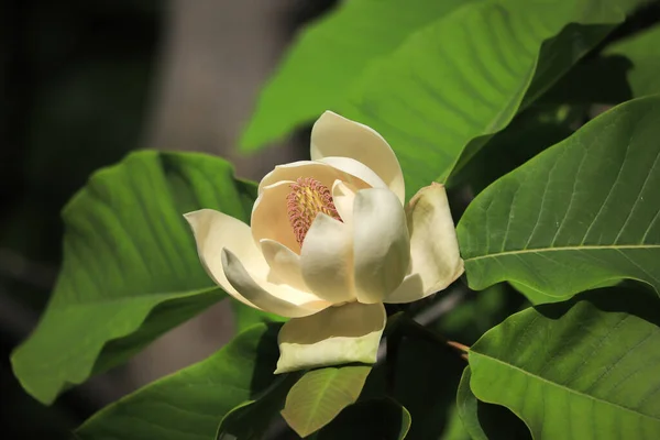 Weiße Magnolienblüte Auf Einem Baum Garten — Stockfoto