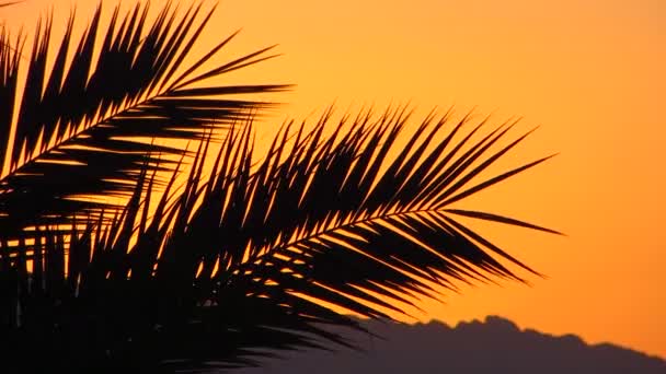 熱帯の夕日 — ストック動画