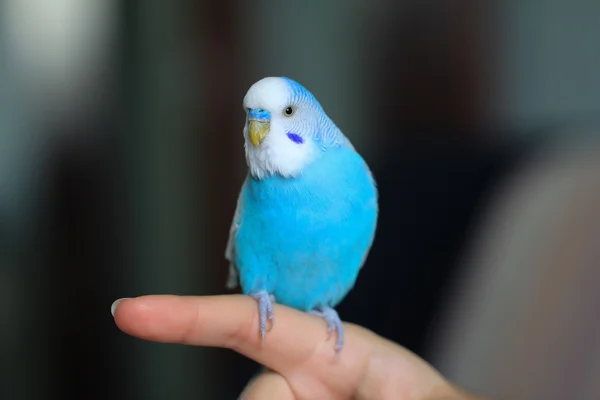 Budgie on finger — Stock Photo, Image