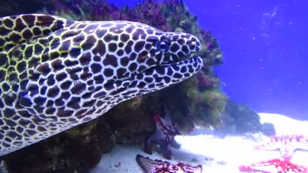 Ραμμένη moray (Gymnothorax favagineus) — Αρχείο Βίντεο