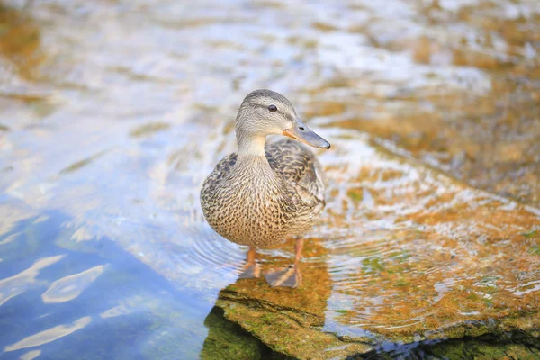 Pato. — Foto de Stock