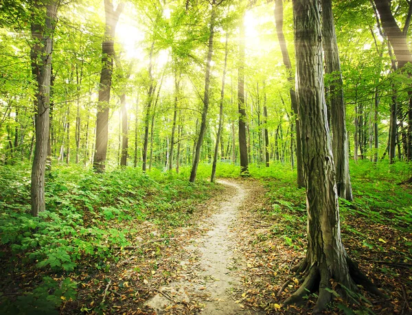 Morning forest and bright sunset — Stock Photo, Image