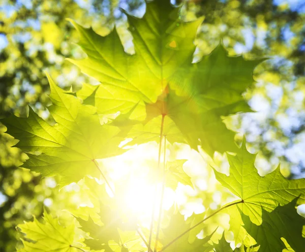 Foglie verdi sullo sfondo della foresta — Foto Stock