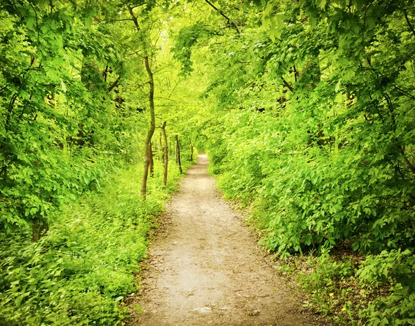 Kreisstraße im Wald — Stockfoto