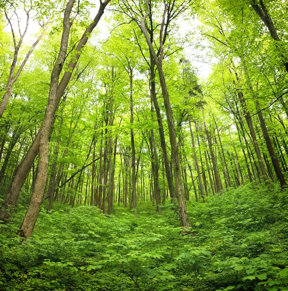 Туманный весенний лес — стоковое фото