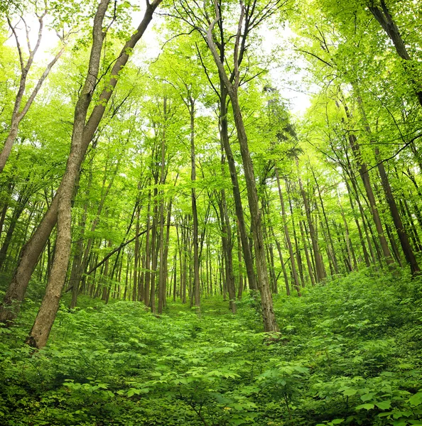 Misty spring forest — Stock Photo, Image