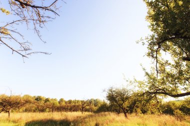 çok güzel bir sabah peyzaj