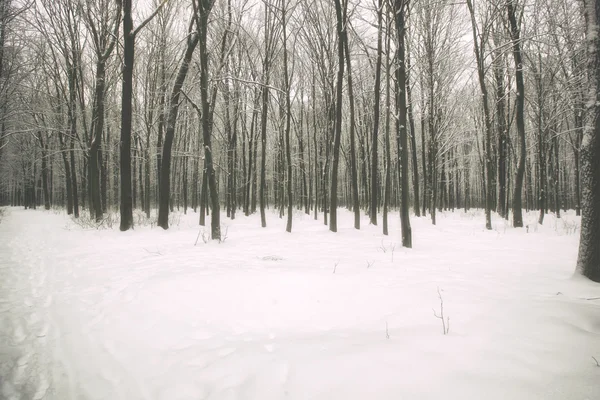 雪のある冬の森 — ストック写真