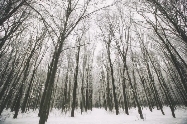 Zimowy las ze śniegiem — Zdjęcie stockowe