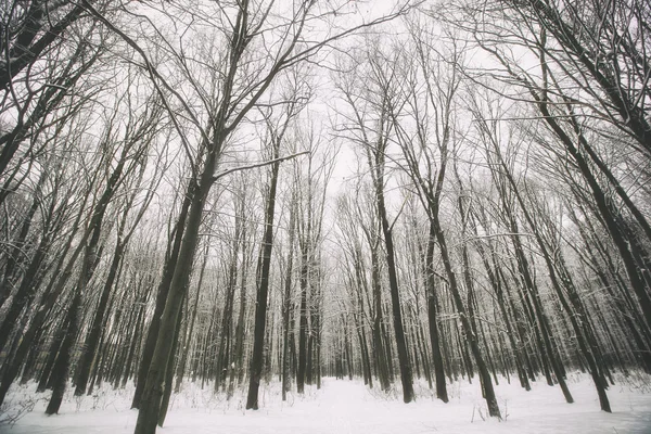 雪のある冬の森 — ストック写真