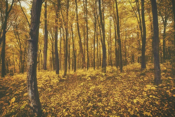 Bella foresta nebbiosa autunno — Foto Stock