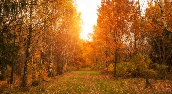 Bellissimo Viale Nel Parco Autunnale Con Sacco Alberi Foglie Gialle — Foto Stock