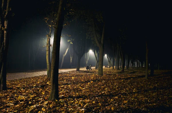 Mistige Avond Het Herfstpark — Stockfoto