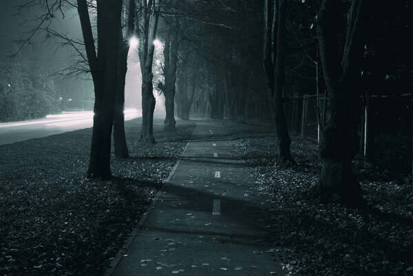 Туманная асфальтовая дорога между деревьями ночью