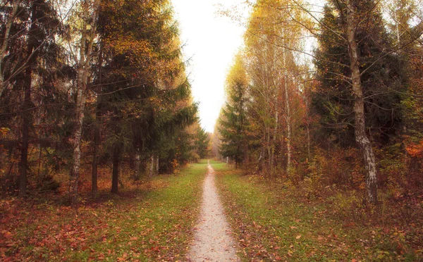 Bellissimo Viale Nel Parco Autunnale Con Sacco Alberi Foglie Gialle — Foto Stock