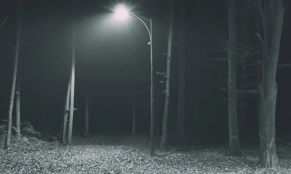 Eenzame Lantaarnpaal Midden Het Nachtbos — Stockfoto