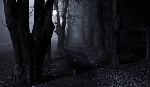 Foggy Asphalt Road Trees Night — Stock Photo, Image