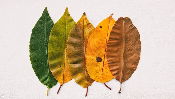 Die Blätter Färben Sich Von Grün Braun — Stockfoto