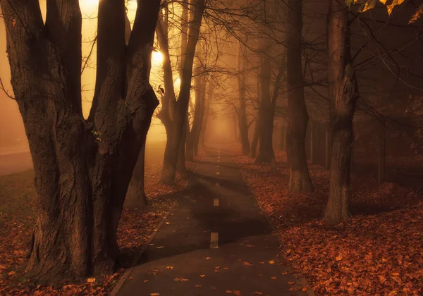 Empañado Camino Asfalto Entre Los Árboles Noche — Foto de Stock