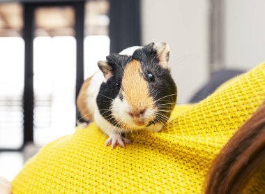 Hamile kadının karnında oturan küçük kobay faresi.