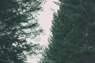 Ağaçların dallarından güzel bir arkaplan