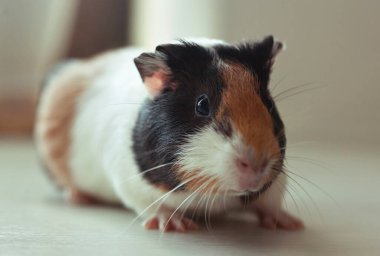 Güzel kobay kameraya bakıyor.