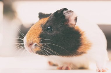 Güzel kobay kameraya bakıyor.