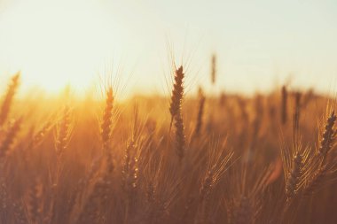 Gün batımında buğdaylı tarla