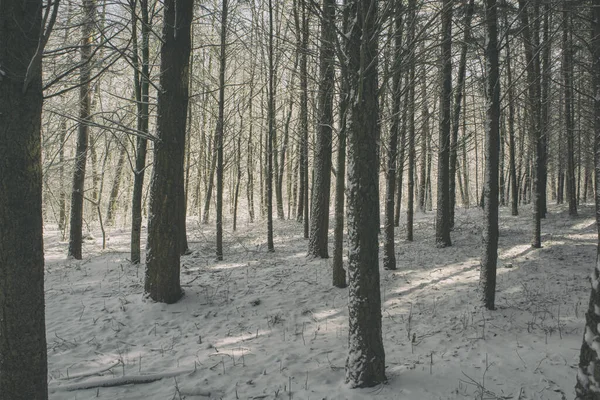 Belle Journée Ensoleillée Dans Parc Hiver — Photo