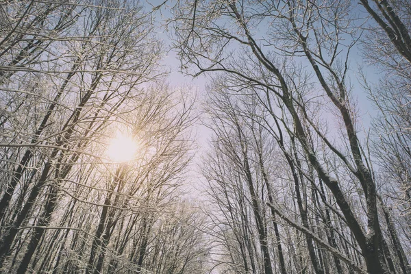 冬の公園の美しい晴れた日 — ストック写真