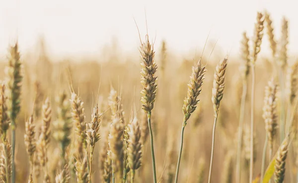 Field Wheat Sunset — Stock Photo, Image