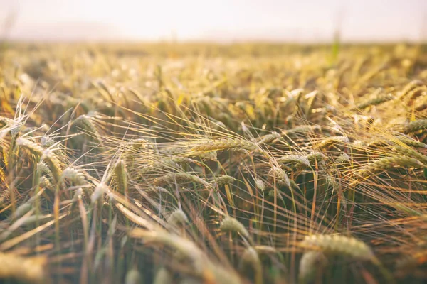 Field Wheat Sunset — Stock Photo, Image