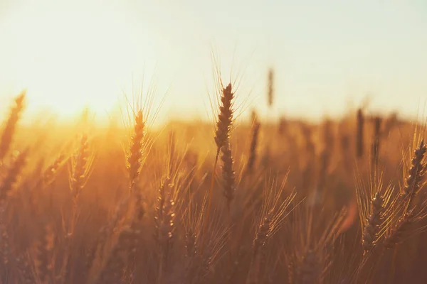 Field Wheat Sunset — Stock Photo, Image