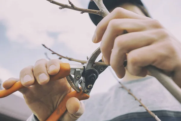 Jeune Homme Coupe Branche Arbre Par Sécateur Début Printemps — Photo