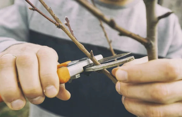 Joven Está Cortando Rama Del Árbol Por Tijera Principios Primavera —  Fotos de Stock