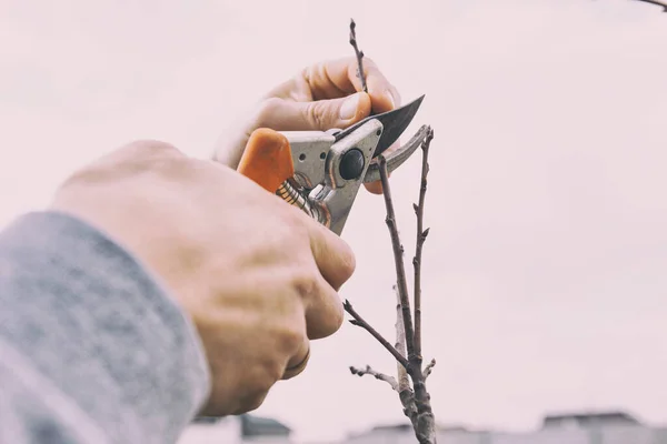 Jeune Homme Coupe Branche Arbre Par Sécateur Début Printemps — Photo