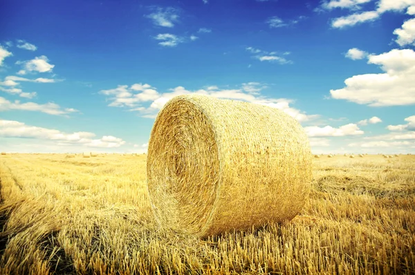 กลิ้งหญ้าบนทุ่งหญ้า — ภาพถ่ายสต็อก