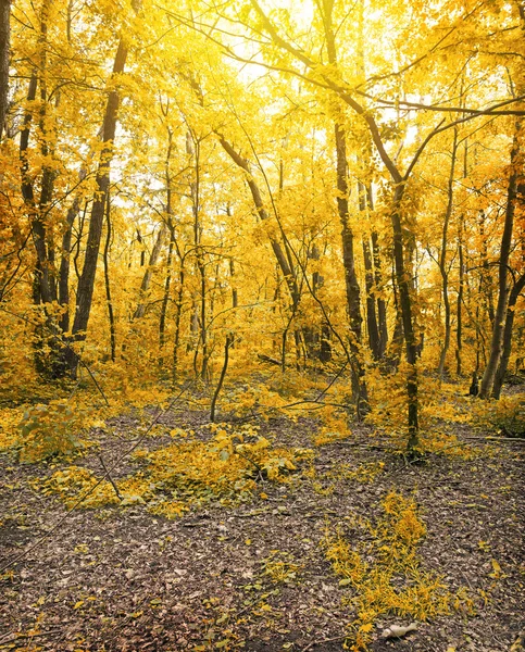 Foresta autunnale — Foto Stock