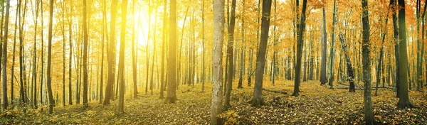 Forêt d'automne — Photo