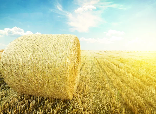 Summer Field — Stock Photo, Image