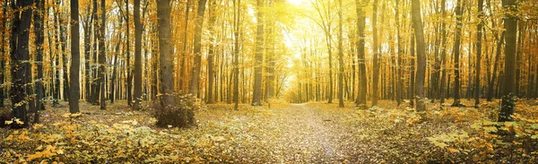 Grüner Wald — Stockfoto