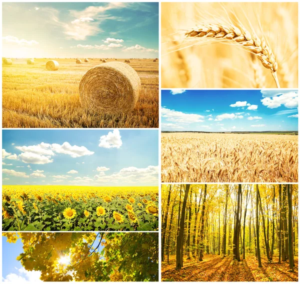 Autumn collage — Stock Photo, Image