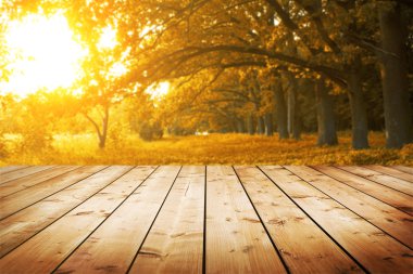 Ahşap zemin ve orman