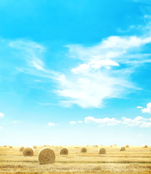 Hay-roll on meadow — Stock Photo, Image