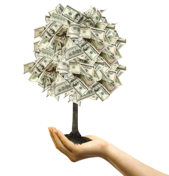 Drzewo pieniędzy w ręce kobiece — Zdjęcie stockowe