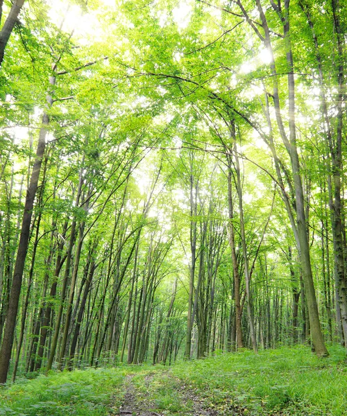 Les zelené letní — Stock fotografie