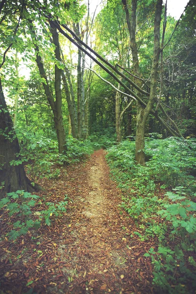 Grüner Sommerwald — Stockfoto