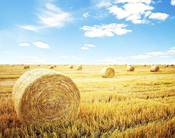 Hay-roll on meadow — Stock Photo, Image